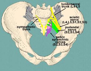 pelvis nerves